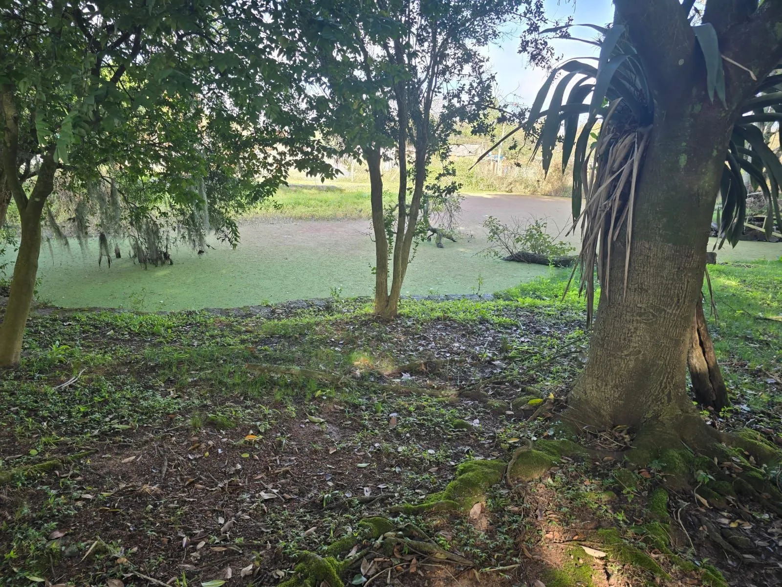 Imagem Sitio na Restinga com 2 casas e ótima oportunidade para investimento