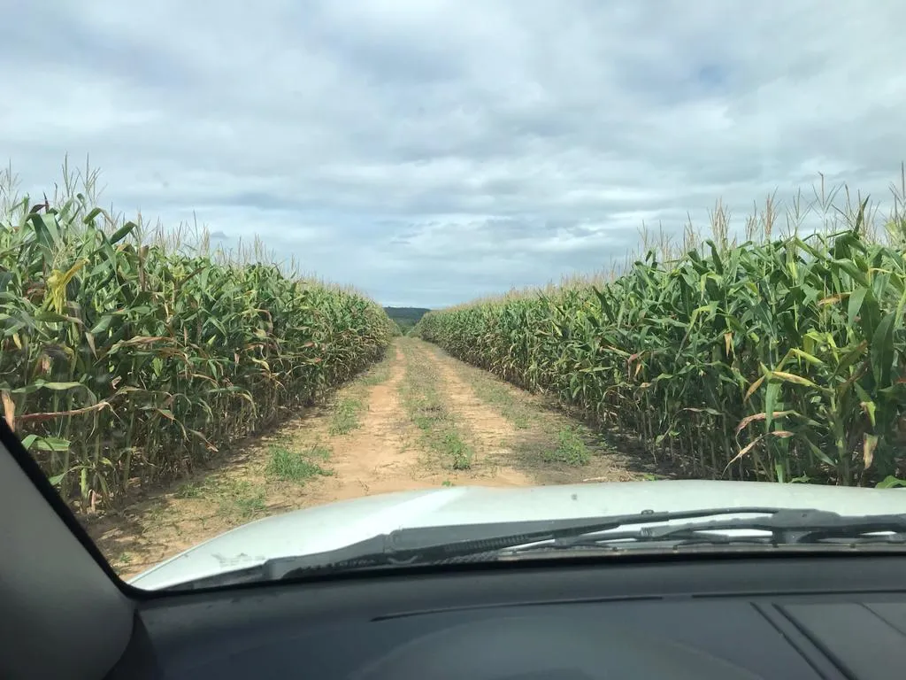 Imagem FAZENDA À VENDA - VÁRZEA DA PALMA (MG) 313 hectares de área total