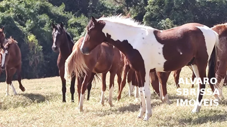 Imagem Vende - Lindo Haras - 5,5 Alqueires –Estrutura Completa– Itu/SP