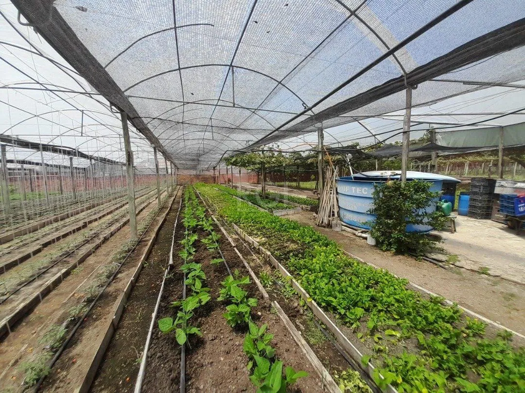 Imagem SÍTIO DENTRO DE PORTO ALEGRE 6.629,10 metros quadrados de área no bairro Campo Novo.