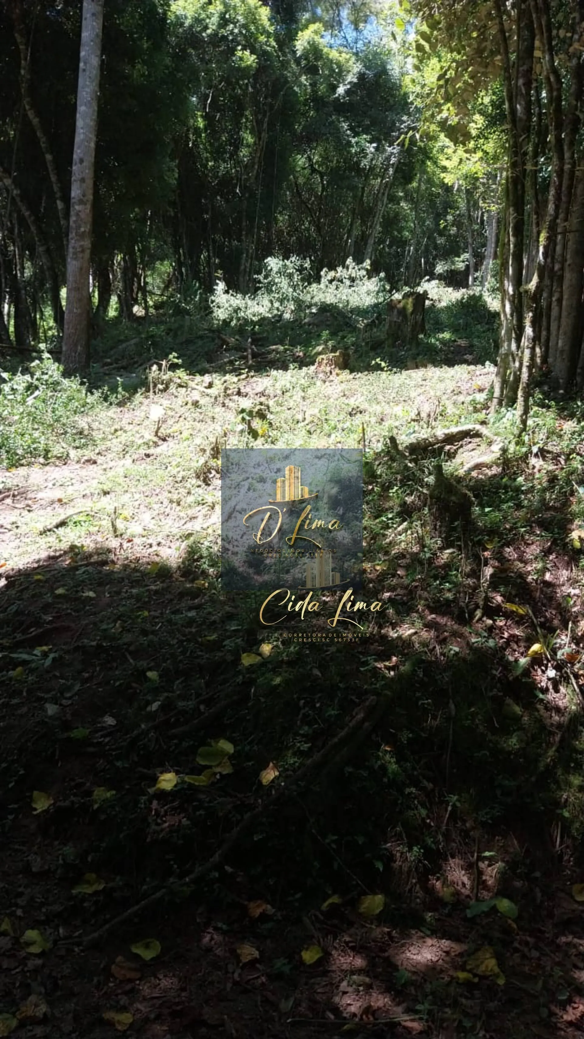 Imagem Vendo sítio/ Chácara, 12 Hectares em Alfredo Wagner SC.