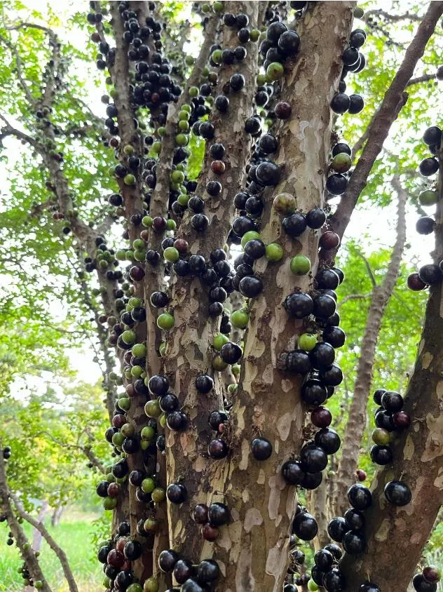 Imagem FAZENDA À VENDA - OLIVEIRA (MG) 107 hectares de terra