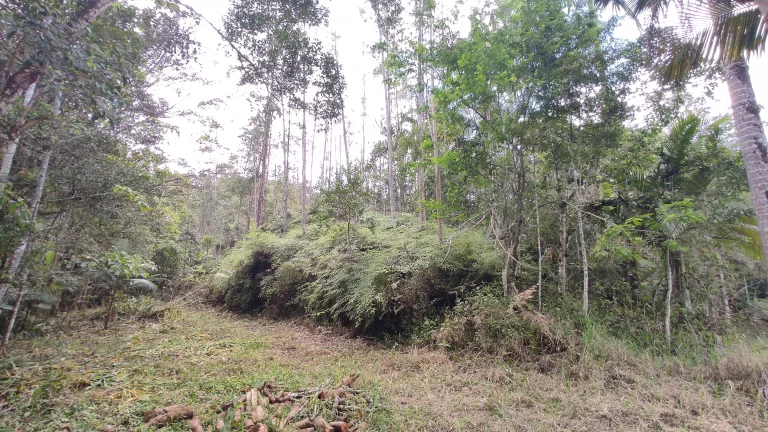 Imagem Propriedade ideal para fazer Sítio para Aluguel. Pois ja tem prontos 8 área com terraplanagem, pronto para construir.
