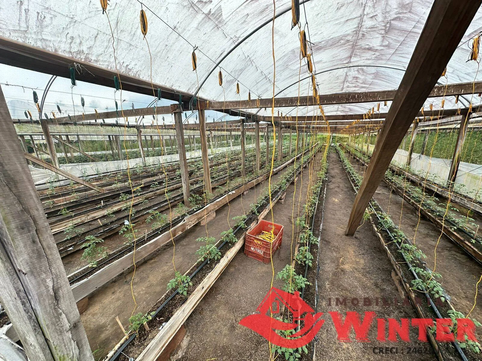 Imagem Plantação de tomates já produzindo.