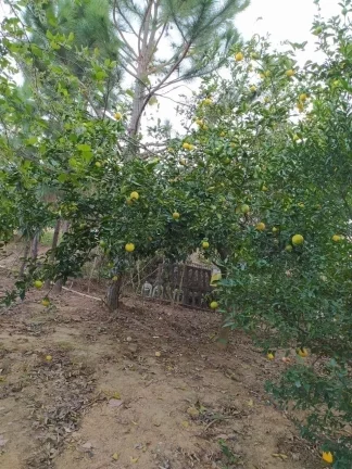 Imagem Chácara em Piedade