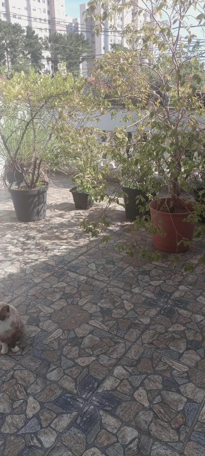 Imagem Sobrado com 3 Quartos à Venda, 150 m² em Jardim Nossa Senhora do Carmo - São Paulo