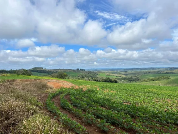 Imagem Incrível Fazenda Oliveira MG 280 hectares!