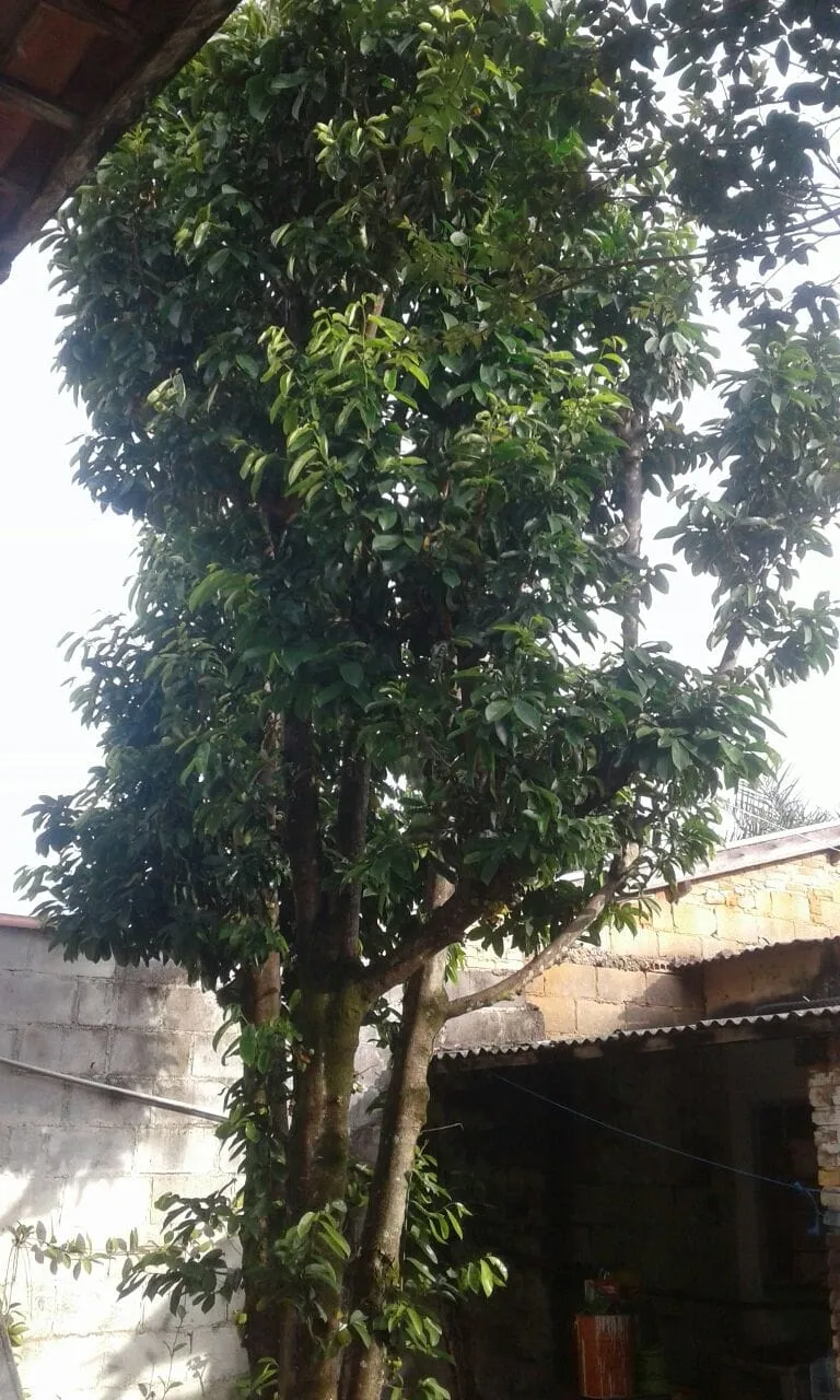 Imagem Casa à venda 2 Quartos, 3 Vagas, 250M², Conjunto Residencial Araretama, Pindamonhangaba - SP