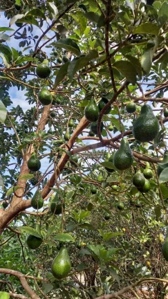 Imagem CHÁCARA JARDIM CANANÉIA