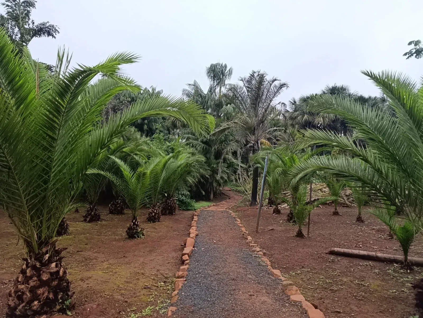 Imagem Terreno à Venda, 24000 metros em Liberdade - Rio Verde