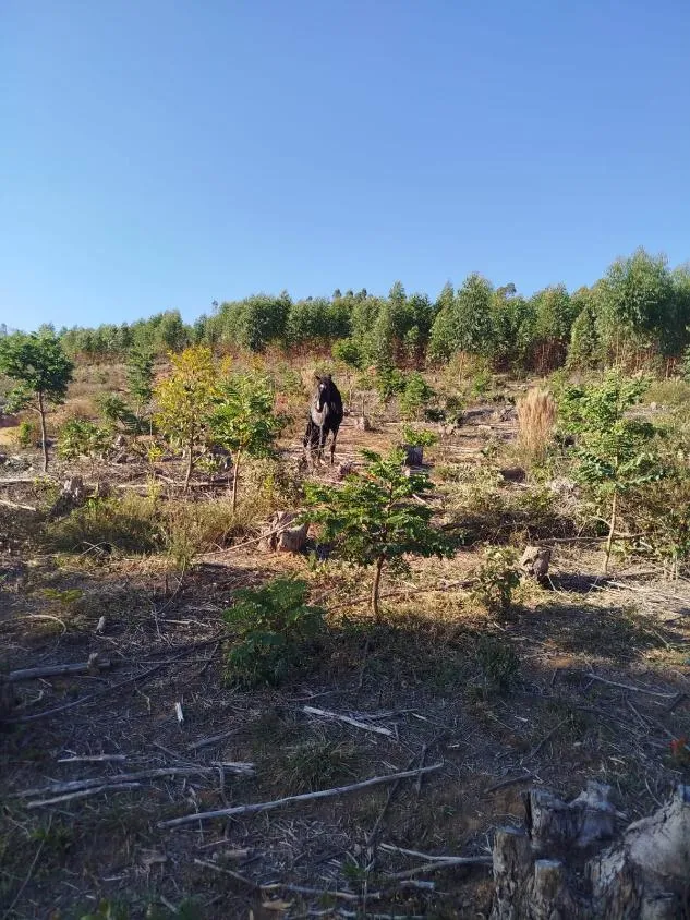 Imagem Vendo uma excelente fazenda em Oliveira / MG 100 hectares de área total;