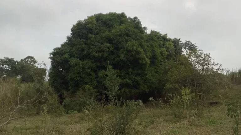 Imagem Chácara  Bairro Rio Verde  Bauru/SP  20.000m²