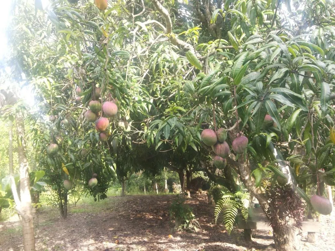 Imagem Vendo um ótimo sítio na região de Bom Despacho , com 18.600 m² de terra