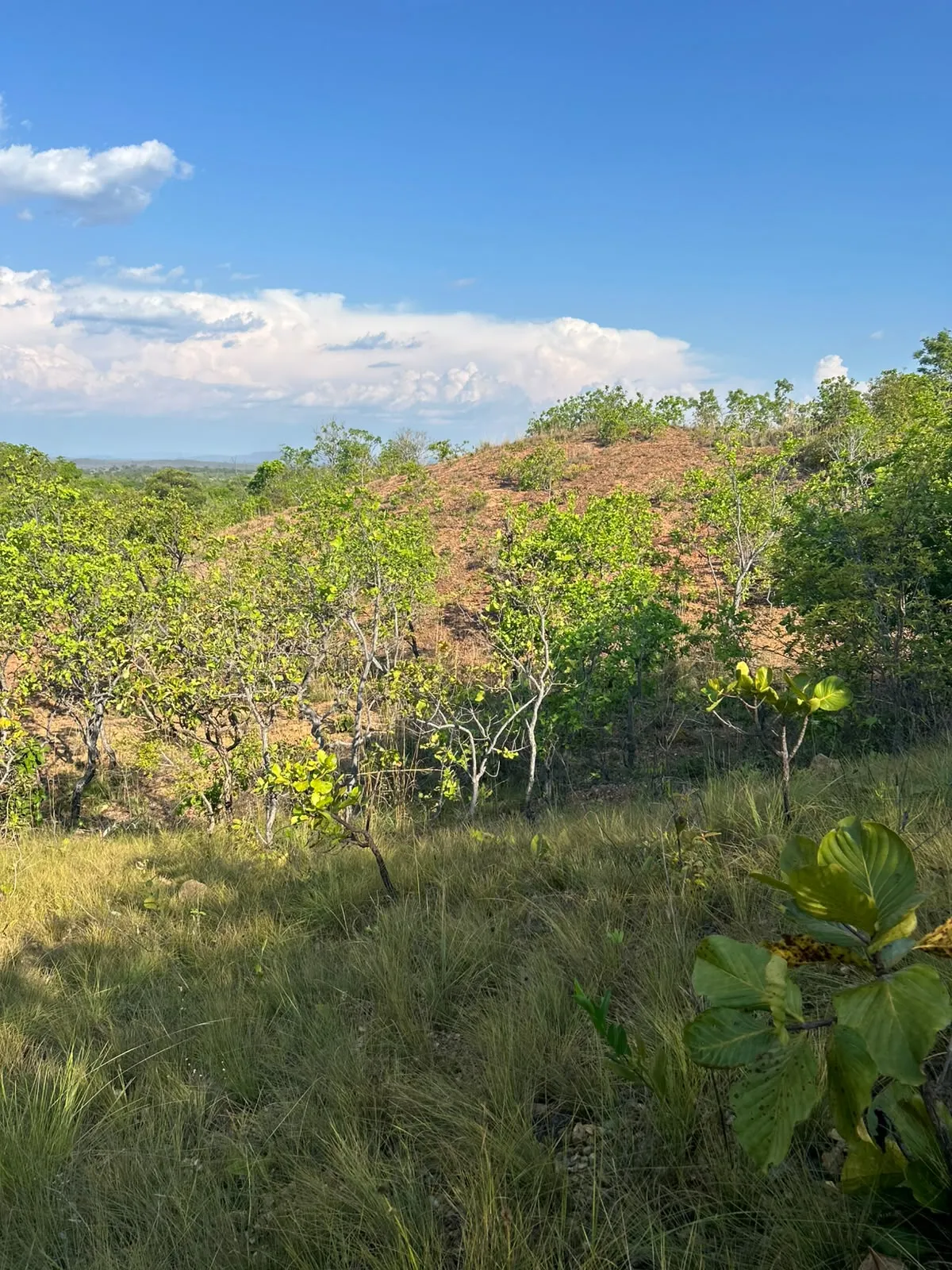 Imagem Terreno na estrada do manso