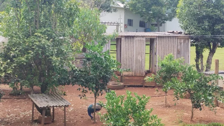 Imagem Casa para Venda em Concórdia, Interior, 2 dormitórios, 2 banheiros