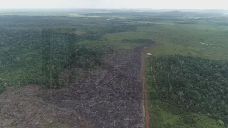 Imagem CASAL IMÓVEIS VENDE FAZENDA EM PARAGOMINAS 500 ALQUEIRES