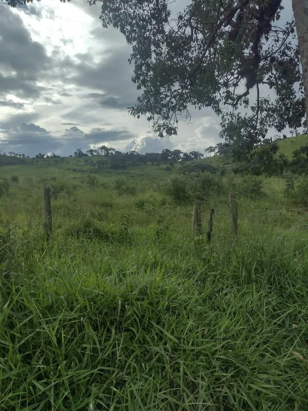 Imagem Excelente fazenda com 194 hectares de terra de cultura disponível para venda