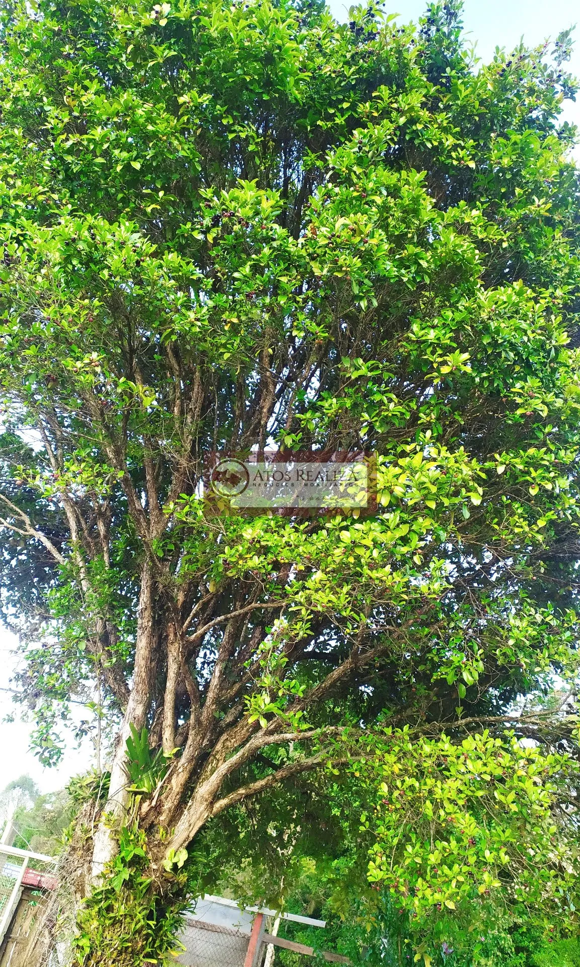 Imagem Compre Rancho/ Chácara em Jardim Santa Tereza - São Paulo