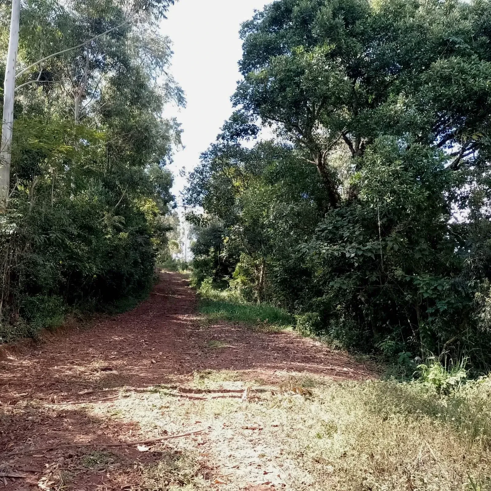 Imagem Chácara à Venda, 5.000 m² em zona rural - Poços de Caldas