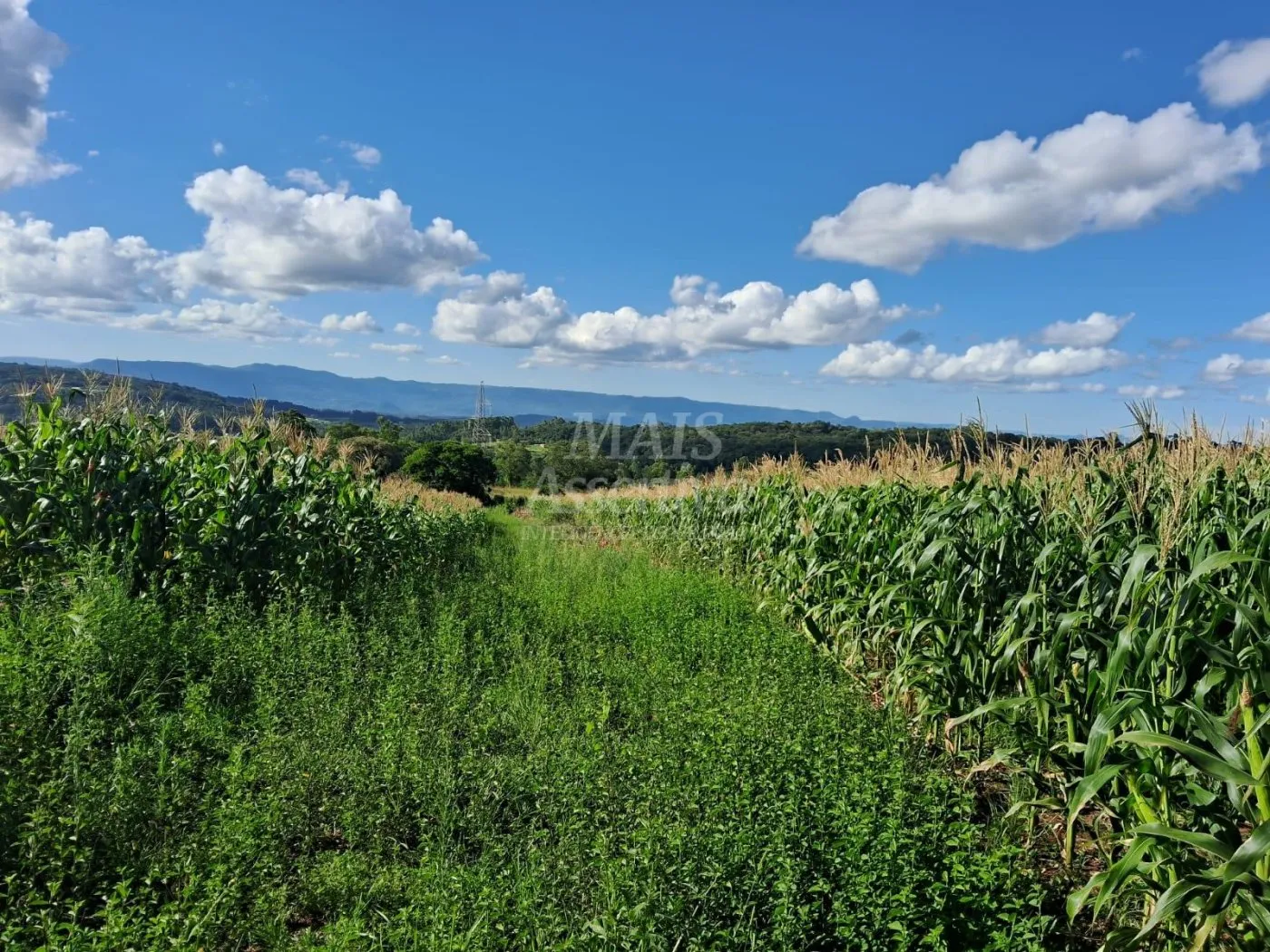 Imagem Área de Terras à venda, localizada em Taquara, ótima para plantação ou criação