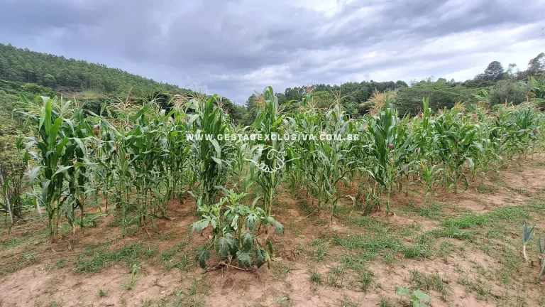 Imagem Sítio 20mil m² Documentado 4 Lagos Pomar Formado Morungaba/SP