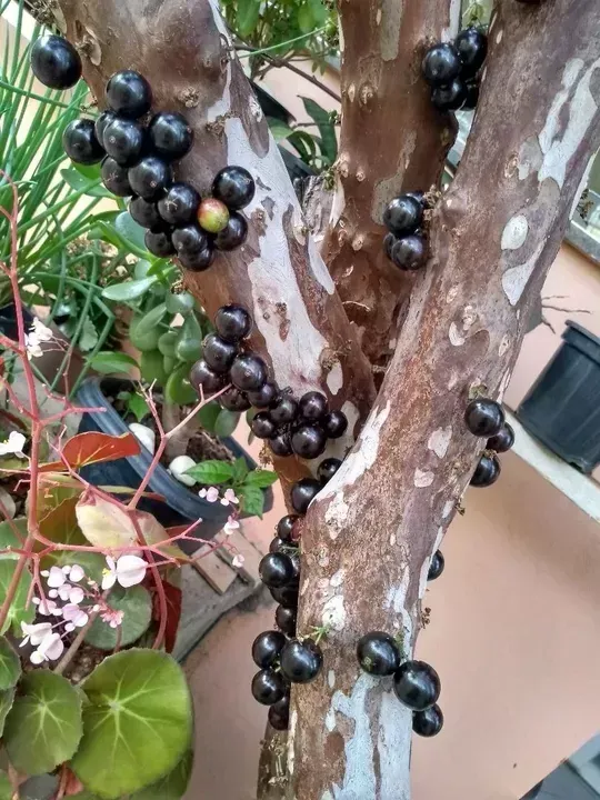 Imagem Casa à venda, Jardim Bela Vista, Taubaté, SP