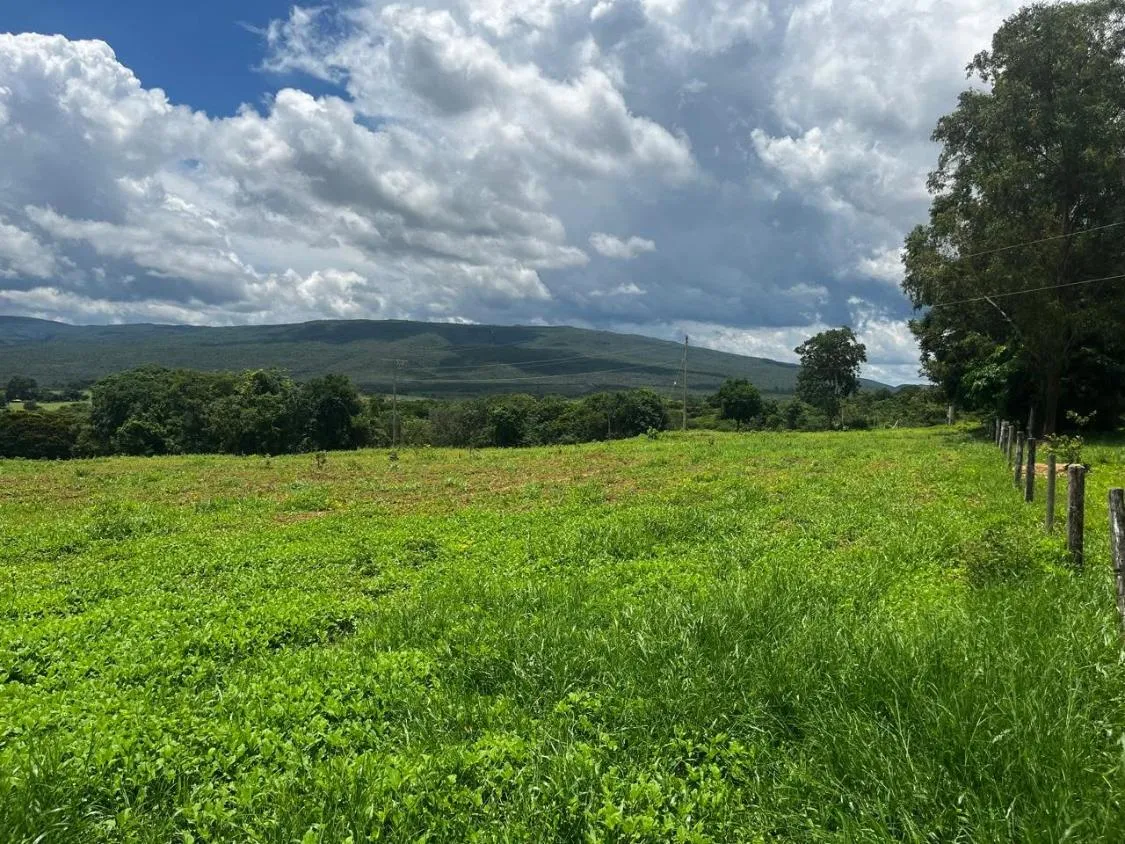 Imagem FAZENDA À VENDA ? PORTEIRA FECHADA / BUENÓPOLIS/MG área total de 223 hectares
