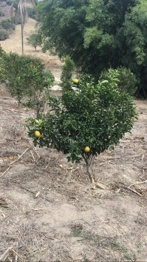 Imagem Sítio Maravilhoso à Venda em Bonfim/MG, com 9 hectares de terra