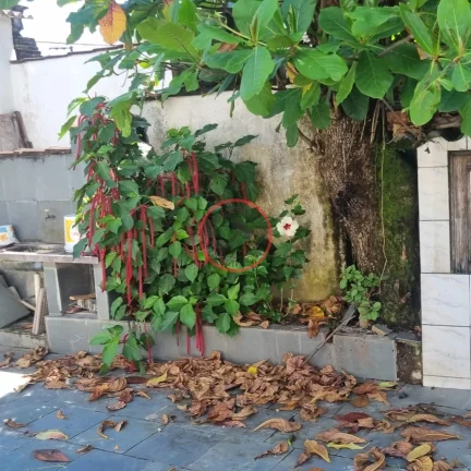 Imagem Casa a Venda para comercio ou Residencia