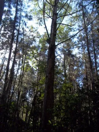 Imagem Terreno à Venda, 70.000 m² em Morro Chato - Turvo