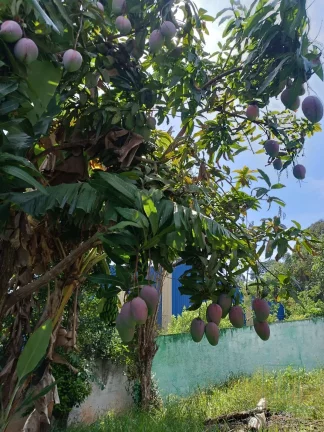 Imagem Casa à Venda em Terra Preta - 445m² de Terreno