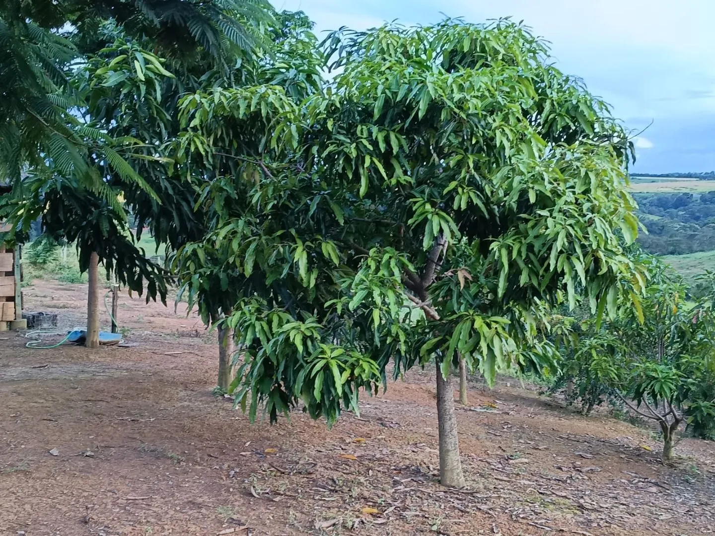 Imagem Chácara à venda, 20000 m² por R$ 430.000,00 - Área Rural de Patos de Minas - Patos de Minas/MG