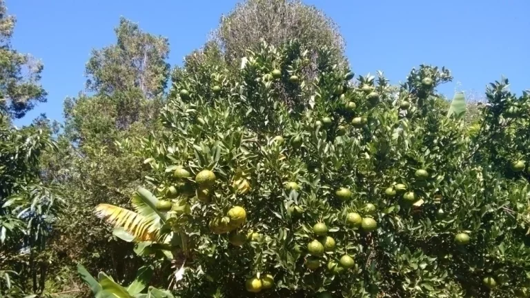Imagem Chácara Lazer e Moradia em Socorro!