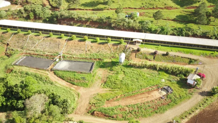 Imagem Granja para Venda em Arabuta, Rural