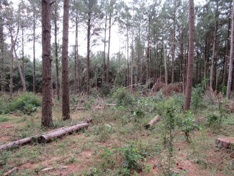 Imagem Área 53851,44 m² no Beco da Paixão Bairro Lomba do Pinheiro