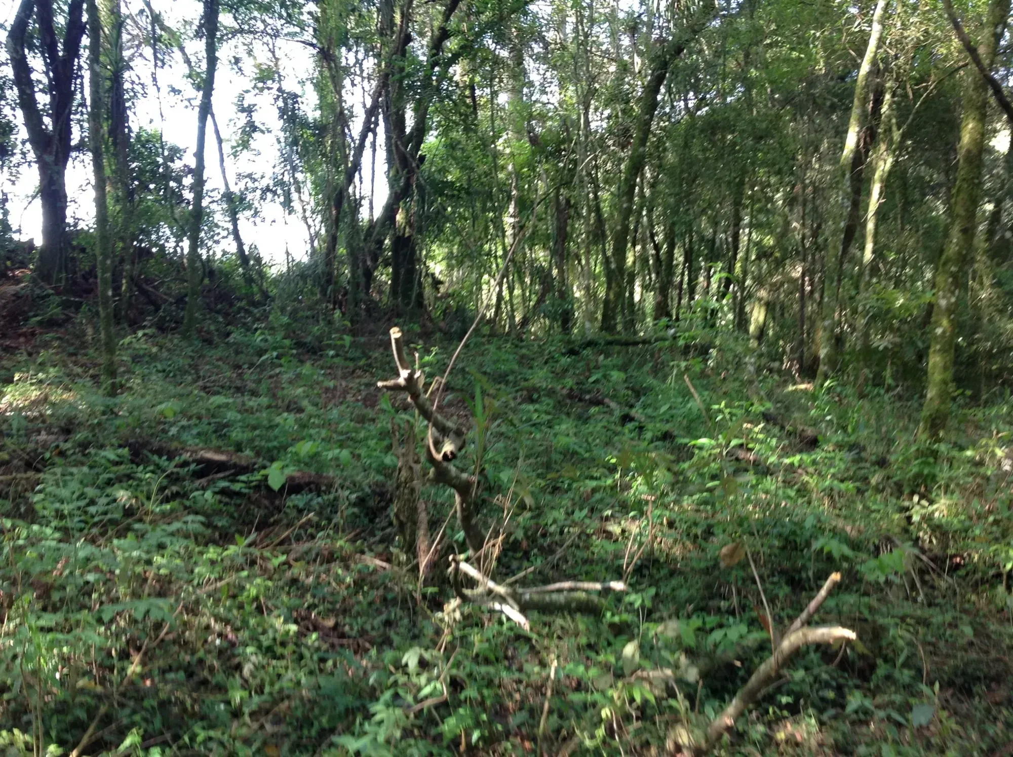 Imagem Terreno em Condomínio à Venda, 3.437 m² em Vila David Antônio - Campo Largo