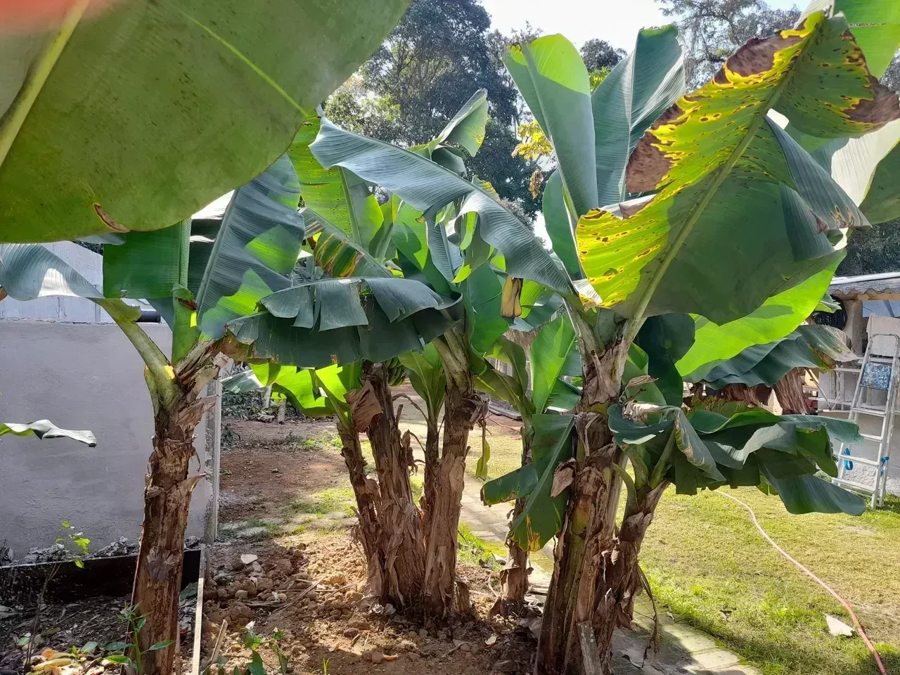 Imagem Chácara à venda, Pinhão, Taubaté, SP