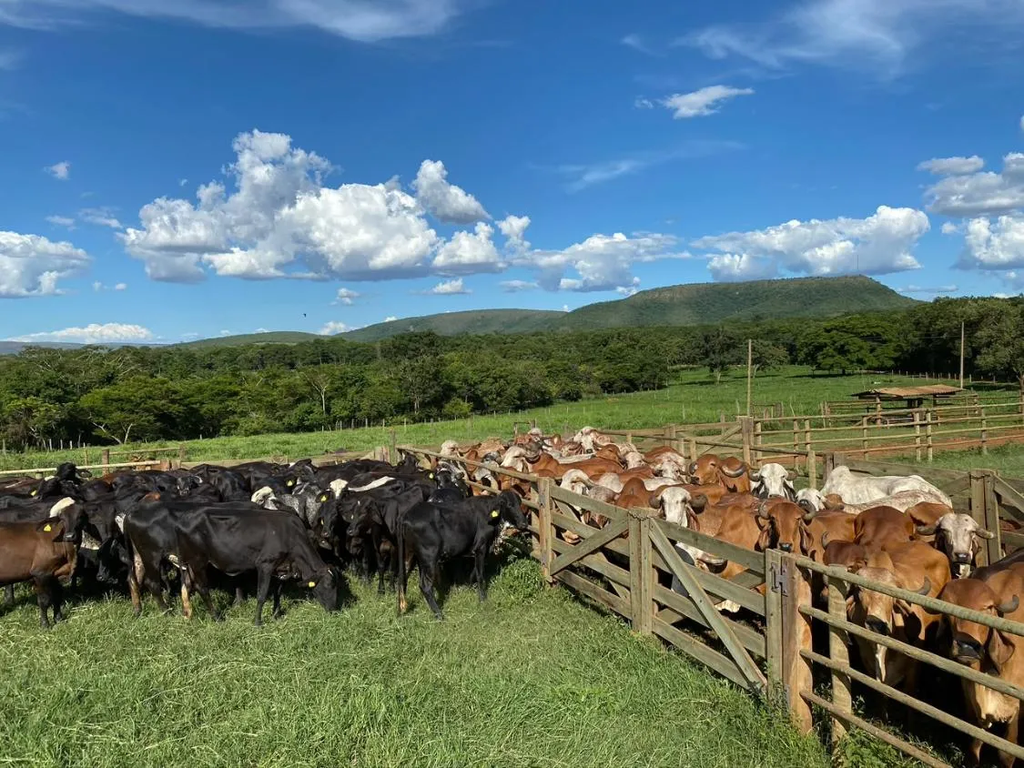 Imagem FAZENDA À VENDA EM FELIXLÂNDIA/MG | 105 HECTARES