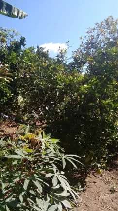 Imagem Chácara Lazer e Moradia em Socorro!