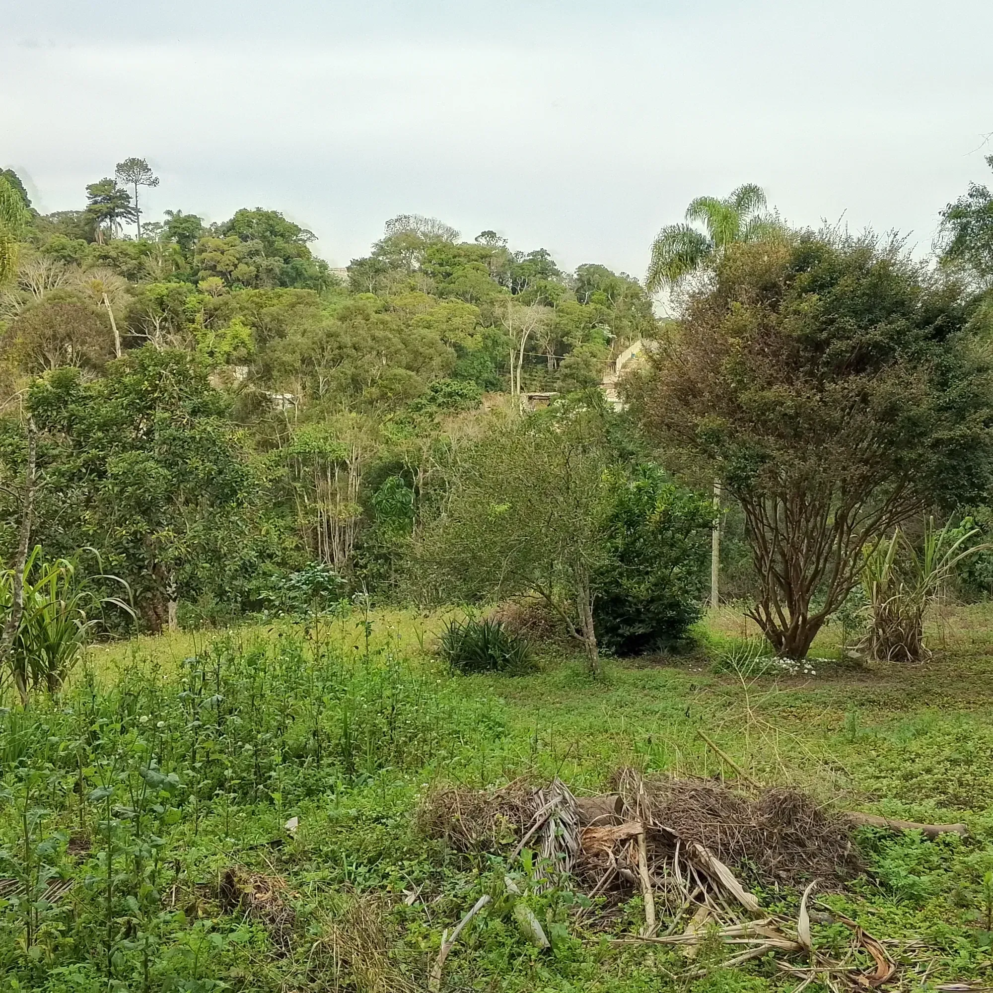 Imagem Chácara com 3 Quartos à Venda, 12.000 m² em Jardim das Cerejeiras - Cotia