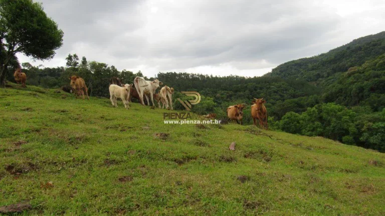 Imagem Área Agrícola para Venda em Ipumirim, Interior