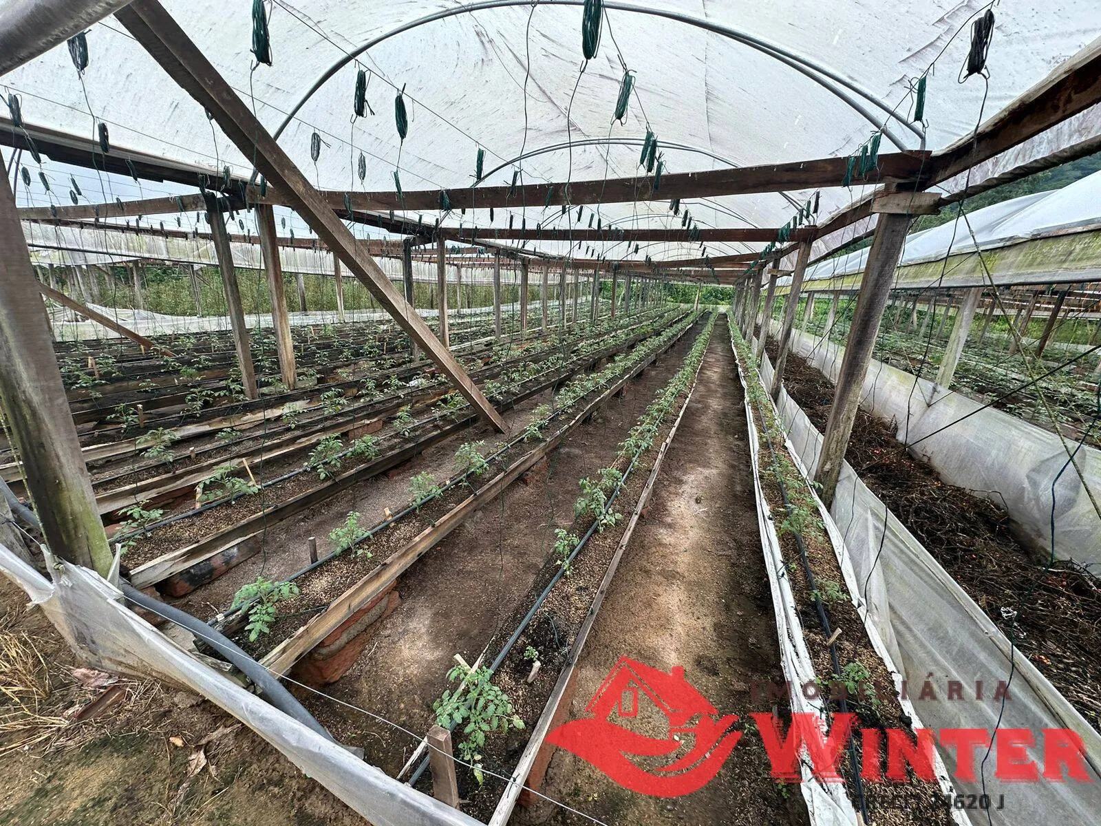 Imagem Plantação de tomates já produzindo.