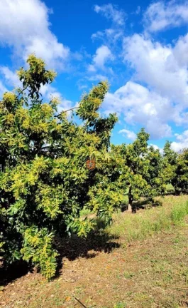 Imagem Sítio Produtivo à venda, 44500 m² por R$ 1.250.000 - Monte Mor - Monte Mor/SP