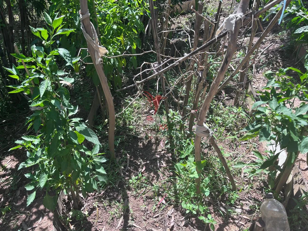 Imagem Sítio com 8.000 metros a venda em Araçariguama, no bairro Ella