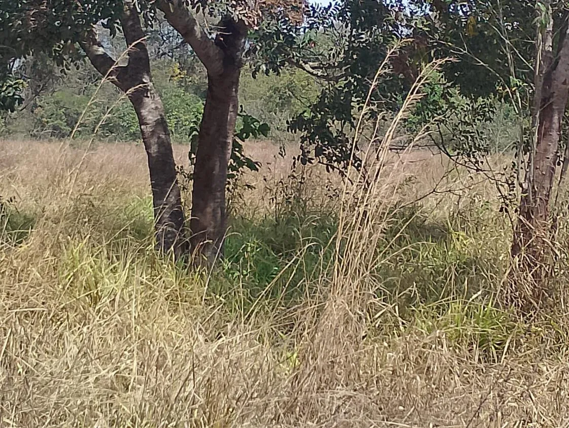 Imagem Vendo um excelente sítio em Piedade dos Gerais/MG, com 5,6 hectares (56.000 m²)
