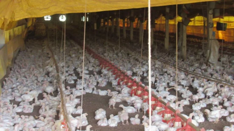 Imagem Área Agrícola para Venda em Concórdia, Linha Sertão