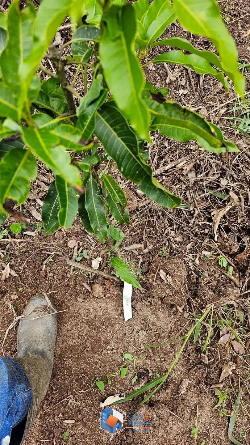 Imagem Terreno à venda, Portal Roselândia, Cotia, SP
