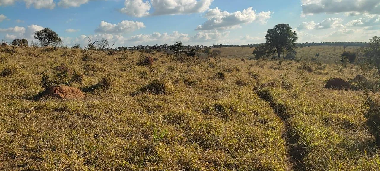 Imagem Vendo uma excelente fazenda na região de Itaúna/MG 212 hectares de terra