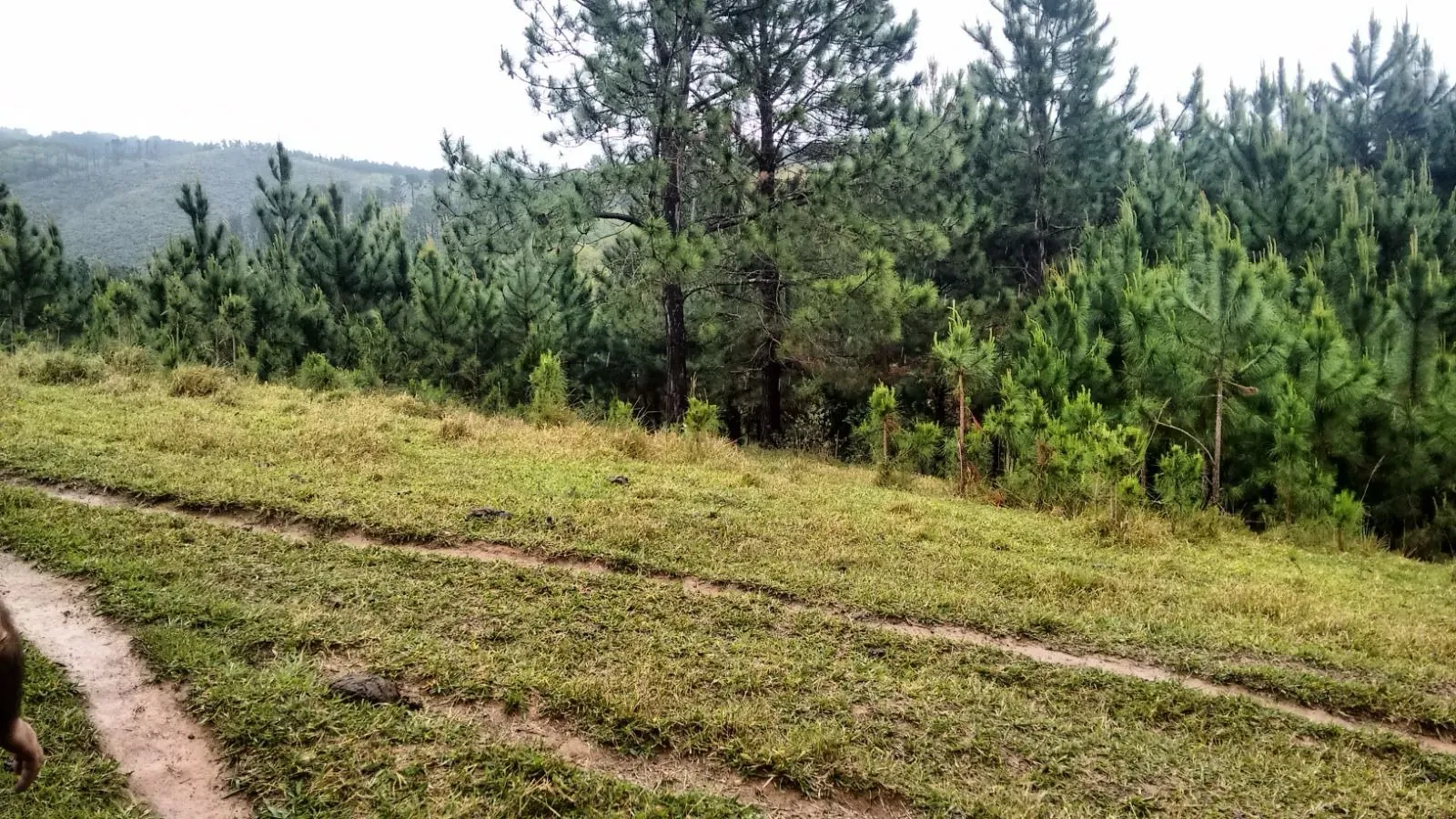 Imagem Oportunidade: Sítio com Muito Verde e Água de Nascente