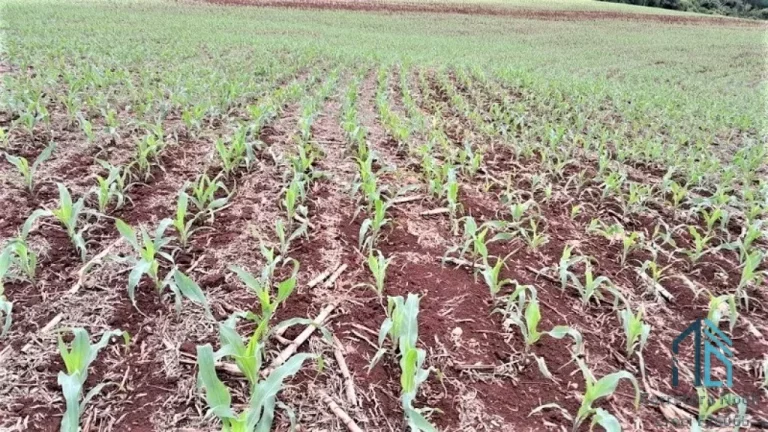 Imagem Sítio com 36 Alqueires, na Barranca do Rio Ivaí, localizado a 8 km da rodovia que liga engenheiro Beltrão a Maringá PR